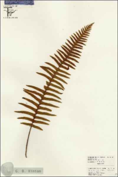 URN_catalog_HBHinton_herbarium_26300.jpg.jpg