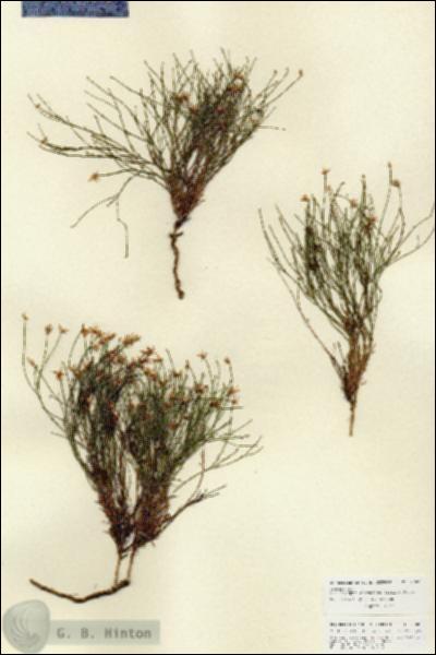 URN_catalog_HBHinton_herbarium_27089.jpg.jpg