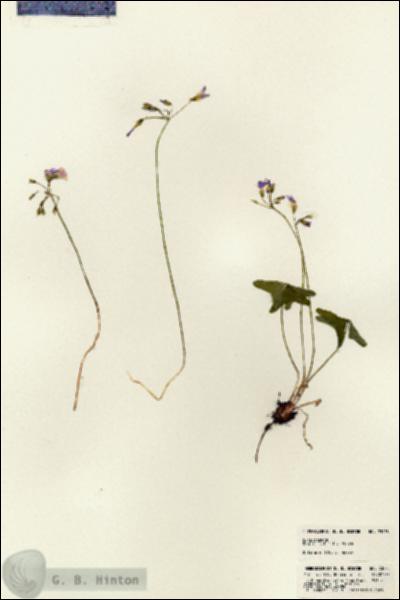 URN_catalog_HBHinton_herbarium_23078.jpg.jpg