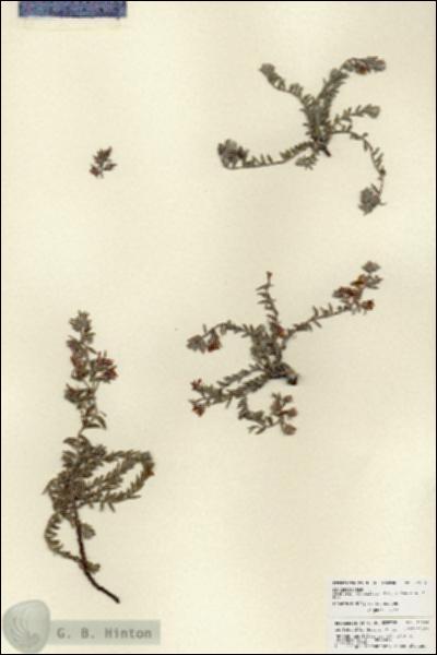 URN_catalog_HBHinton_herbarium_27094.jpg.jpg