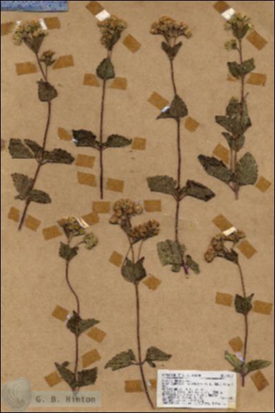 URN_catalog_HBHinton_herbarium_18932.jpg.jpg