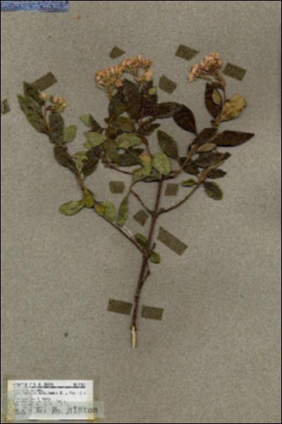 URN_catalog_HBHinton_herbarium_19269.jpg.jpg