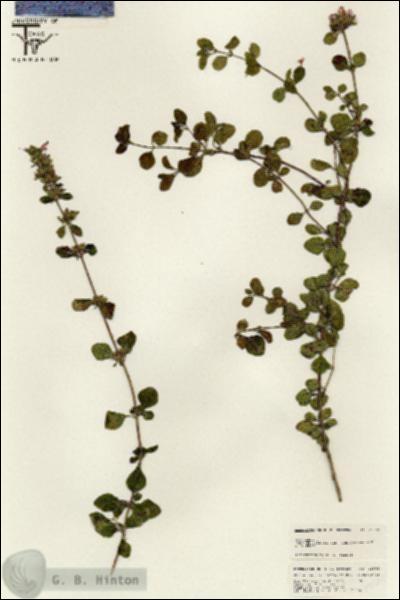 URN_catalog_HBHinton_herbarium_25565.jpg.jpg