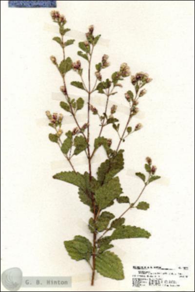 URN_catalog_HBHinton_herbarium_20033.jpg.jpg
