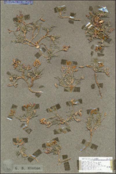 URN_catalog_HBHinton_herbarium_18831.jpg.jpg