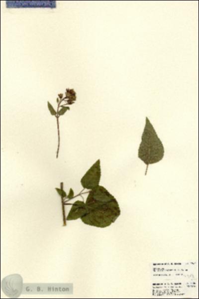 URN_catalog_HBHinton_herbarium_22484.jpg.jpg
