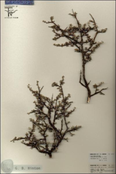 URN_catalog_HBHinton_herbarium_25757.jpg.jpg