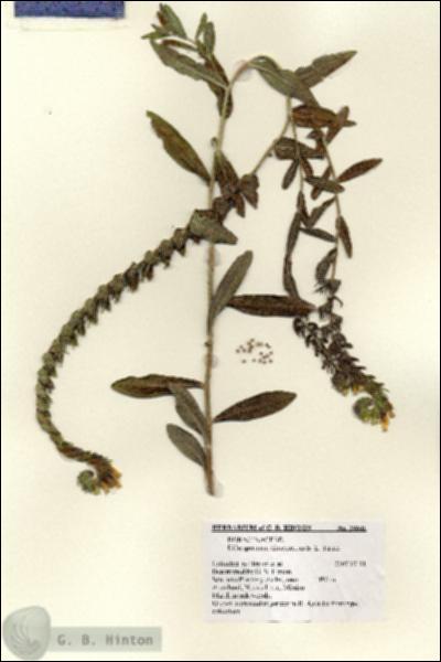 URN_catalog_HBHinton_herbarium_28641.jpg.jpg