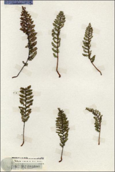 URN_catalog_HBHinton_herbarium_19768.jpg.jpg