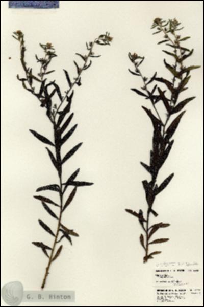 URN_catalog_HBHinton_herbarium_22926.jpg.jpg