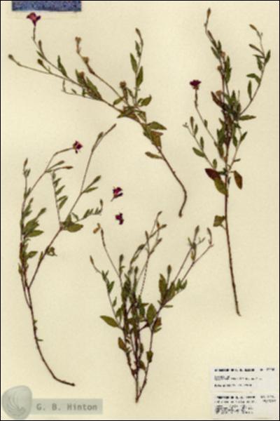 URN_catalog_HBHinton_herbarium_22100.jpg.jpg