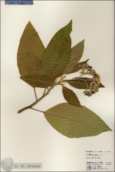 URN_catalog_HBHinton_herbarium_23651.jpg.jpg