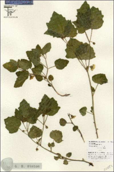 URN_catalog_HBHinton_herbarium_25842.jpg.jpg
