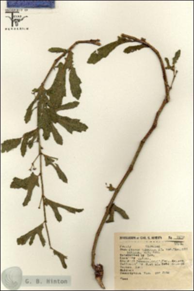 URN_catalog_HBHinton_herbarium_8172.jpg.jpg