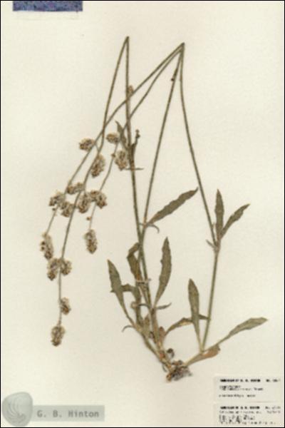 URN_catalog_HBHinton_herbarium_23574.jpg.jpg