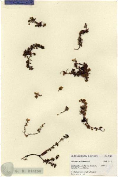 URN_catalog_HBHinton_herbarium_27481.jpg.jpg