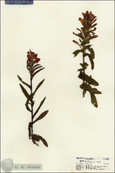 URN_catalog_HBHinton_herbarium_21767.jpg.jpg