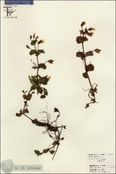 URN_catalog_HBHinton_herbarium_26186.jpg.jpg