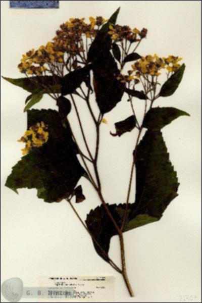 URN_catalog_HBHinton_herbarium_21707.jpg.jpg