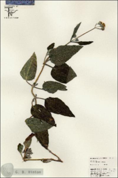 URN_catalog_HBHinton_herbarium_25527.jpg.jpg