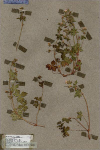 URN_catalog_HBHinton_herbarium_17874.jpg.jpg