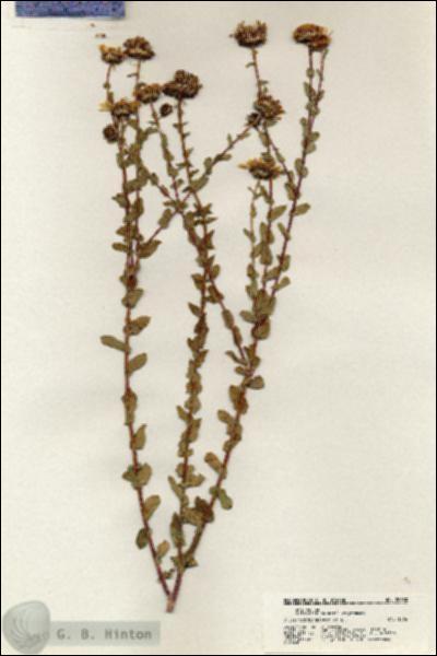 URN_catalog_HBHinton_herbarium_20880.jpg.jpg