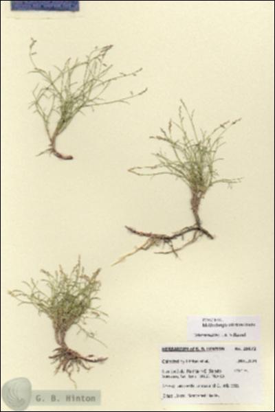 URN_catalog_HBHinton_herbarium_28673.jpg.jpg