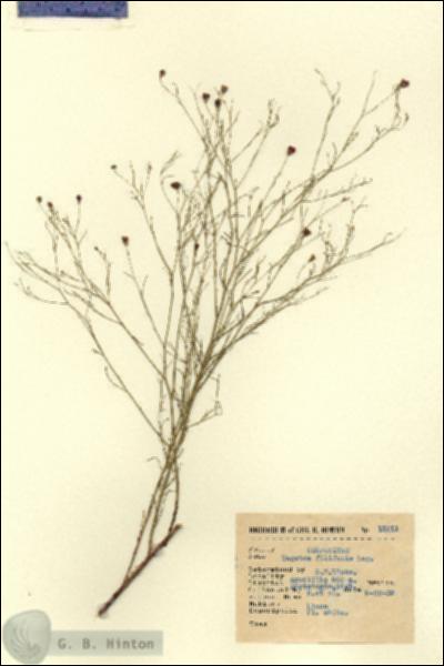 URN_catalog_HBHinton_herbarium_15211.jpg.jpg