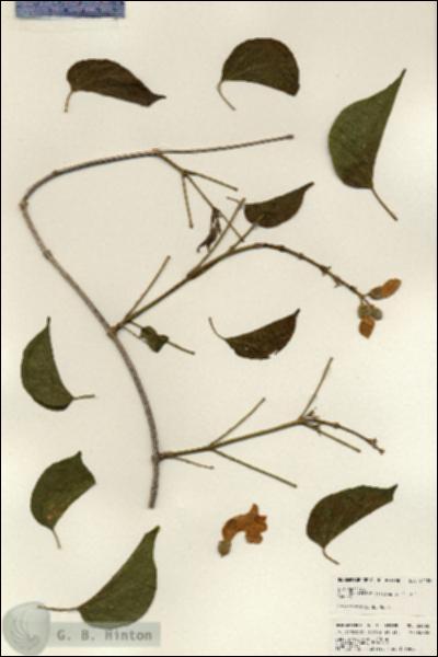 URN_catalog_HBHinton_herbarium_24182.jpg.jpg