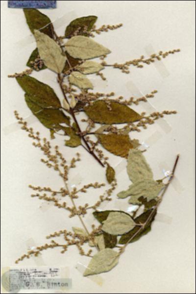 URN_catalog_HBHinton_herbarium_19286.jpg.jpg