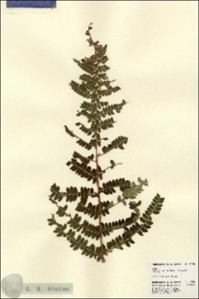 URN_catalog_HBHinton_herbarium_22654-2.jpg.jpg