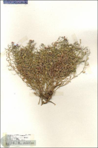 URN_catalog_HBHinton_herbarium_19444.jpg.jpg