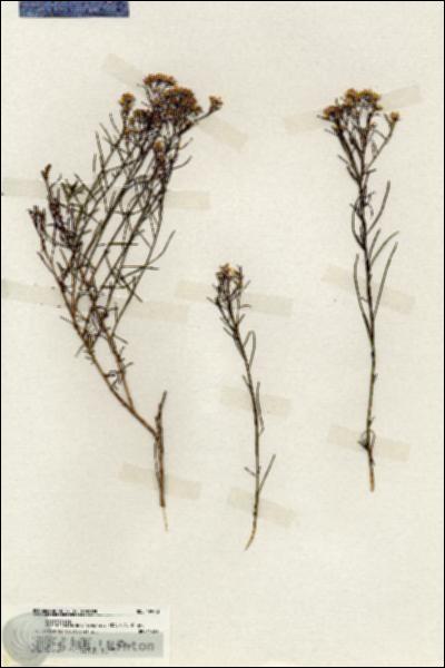 URN_catalog_HBHinton_herbarium_19948.jpg.jpg