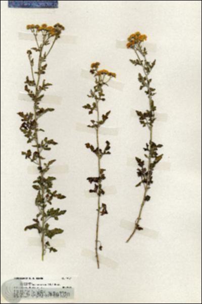 URN_catalog_HBHinton_herbarium_19734.jpg.jpg