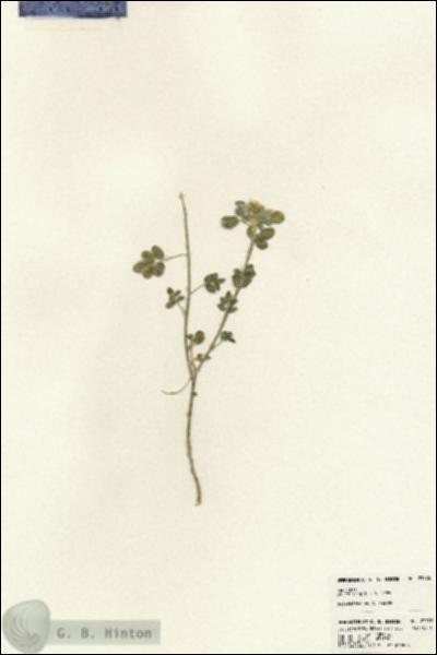 URN_catalog_HBHinton_herbarium_23576.jpg.jpg