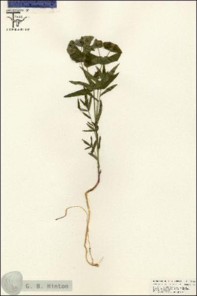 URN_catalog_HBHinton_herbarium_25451.jpg.jpg