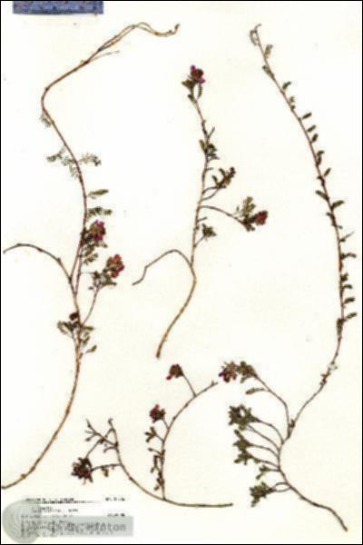 URN_catalog_HBHinton_herbarium_20226.jpg.jpg