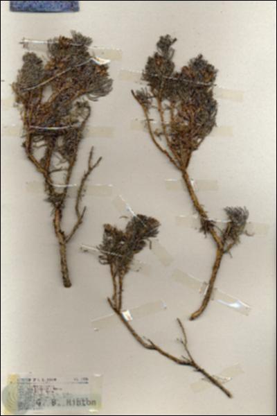 URN_catalog_HBHinton_herbarium_19430.jpg.jpg