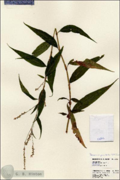 URN_catalog_HBHinton_herbarium_23822.jpg.jpg