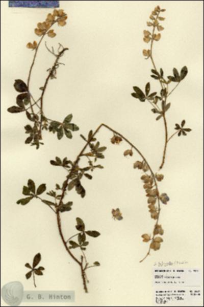 URN_catalog_HBHinton_herbarium_23201.jpg.jpg