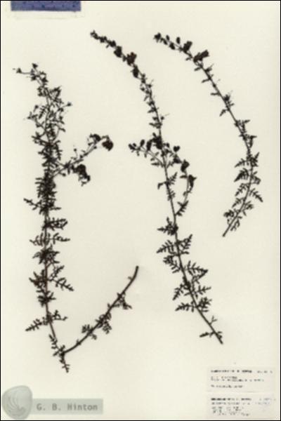 URN_catalog_HBHinton_herbarium_24815.jpg.jpg