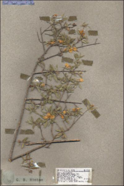 URN_catalog_HBHinton_herbarium_17192.jpg.jpg