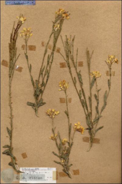 URN_catalog_HBHinton_herbarium_17913.jpg.jpg