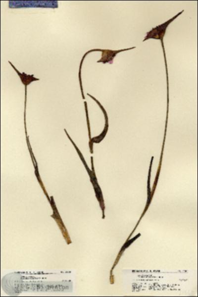 URN_catalog_HBHinton_herbarium_21560.jpg.jpg
