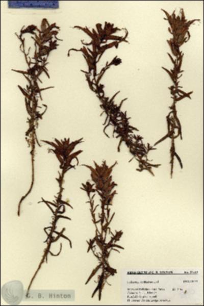 URN_catalog_HBHinton_herbarium_27415.jpg.jpg