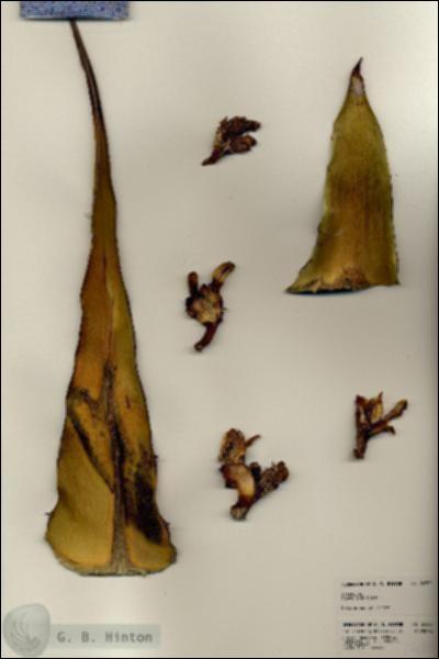 URN_catalog_HBHinton_herbarium_24580.jpg.jpg