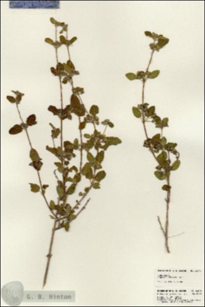 URN_catalog_HBHinton_herbarium_23346.jpg.jpg