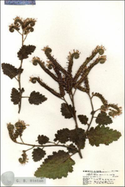 URN_catalog_HBHinton_herbarium_21046.jpg.jpg