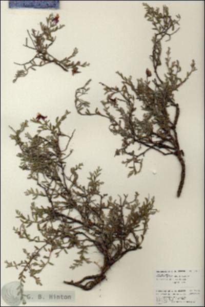 URN_catalog_HBHinton_herbarium_27064.jpg.jpg