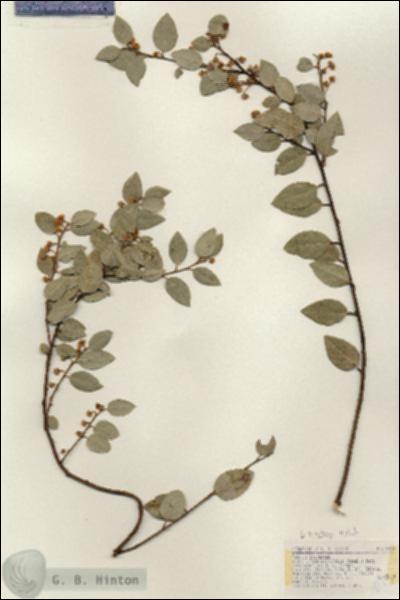URN_catalog_HBHinton_herbarium_18133.jpg.jpg